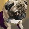 medpup
