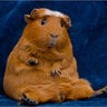 delicious_guineapig