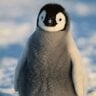 penguinalhernia