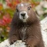 marmot`