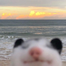 dogtornup