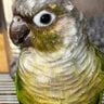 Happy Conure