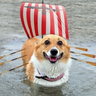 CorgoShip