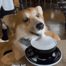 ColdbrewFanatic