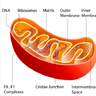 mitochondria246