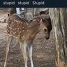 fauna