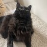 blackcatlover