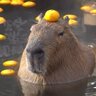 CapybaraBerry