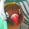 Agape_ornis