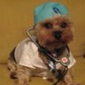 doggydog210