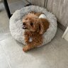 boscothepoodle