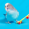 BlueBudgie