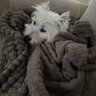WestieFather