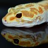 leopardgecko