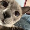 nicoledoesvetstuff