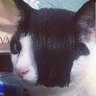 ilovecats44