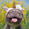 frenchie456