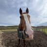 wannabehorsevet
