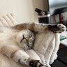 Fizbee03