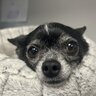 sarbearlovesdoge