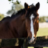 okayequine
