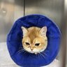 sandycat!
