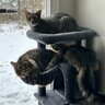 mluvspets