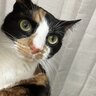 tennisandtails