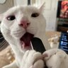 LiterateLeopard