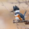 beltedkingfisher