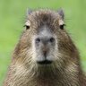 latinocapybara
