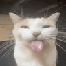 silicate-meow
