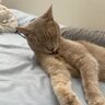 BurtTheCat