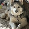 magicwolfgirl