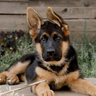 shepherd.lover