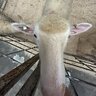 Stary_Night_Sheep