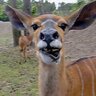 curiousantelope