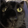 Feelix