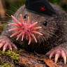 starnosedmole