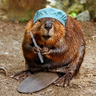 BeaverBlade