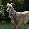 parasite_hound