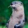 TheOtter