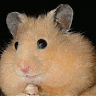 hamstercheeks