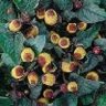 spilanthes
