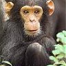 ChimpanzeeMinky