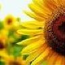 Sunflowerising