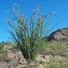 ocotillo