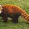 red panda