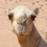 camellover