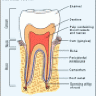 OCDFlosser